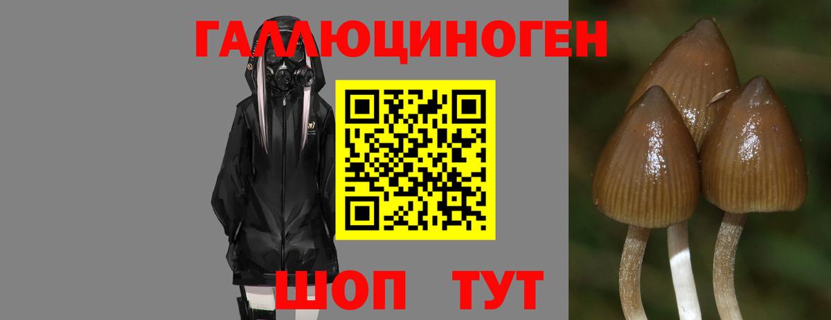 Галлюциногенные грибы Psilocybe  Галлюциногенные грибы мухоморы  даркнет сайт  Александров  Вход с VPN 